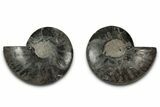 Cut & Polished Ammonite Fossil - Unusual Black Color #339127-1